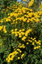 Rainfarn - Chrysanthemum (Tanacetum) vulgare * 946 x 1424 * (471KB)